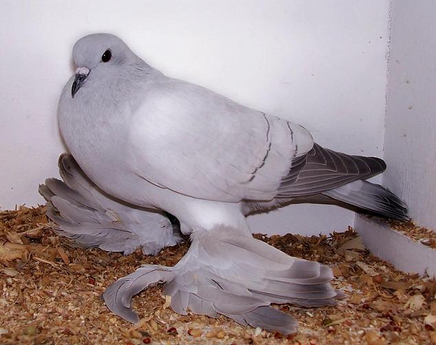 الحمام الثلجي ((ice pigeon))  Caiaca15