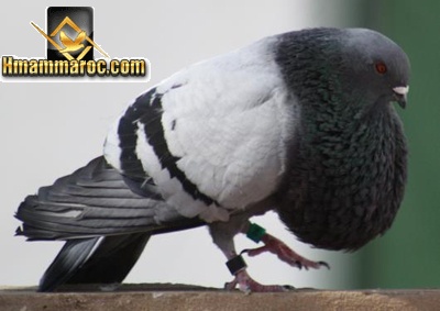 موسوعة انواع الحمام الجزء الأول Caiaca31