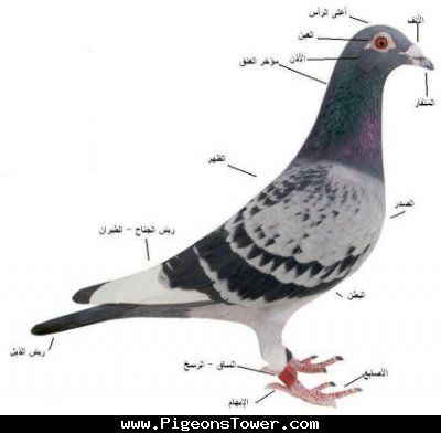 دراسة مبسطة في علم أحياء الحمام ( شرح علمى) Iacae_18