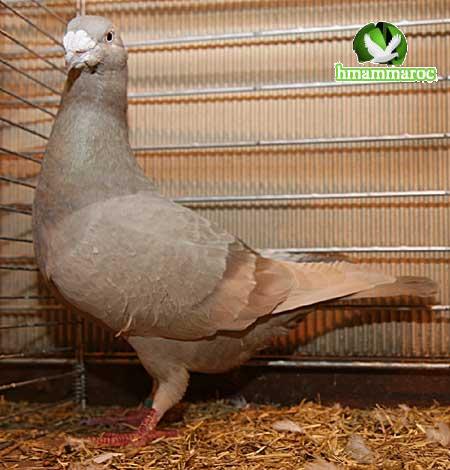 موسوعة انواع الحمام الجزء الأول Le_cri11