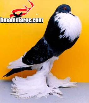  ๑۩۞۩๑ موسوعة الحمام النفاخ ((Pomeranian Pouter )) Pigeon10