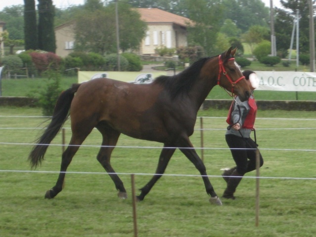 Jument DSA75% 7ans origines endurance Q_en_m10