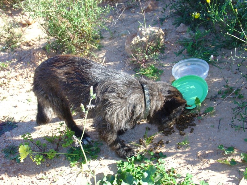 perrito abandonado en alzira Goset_12