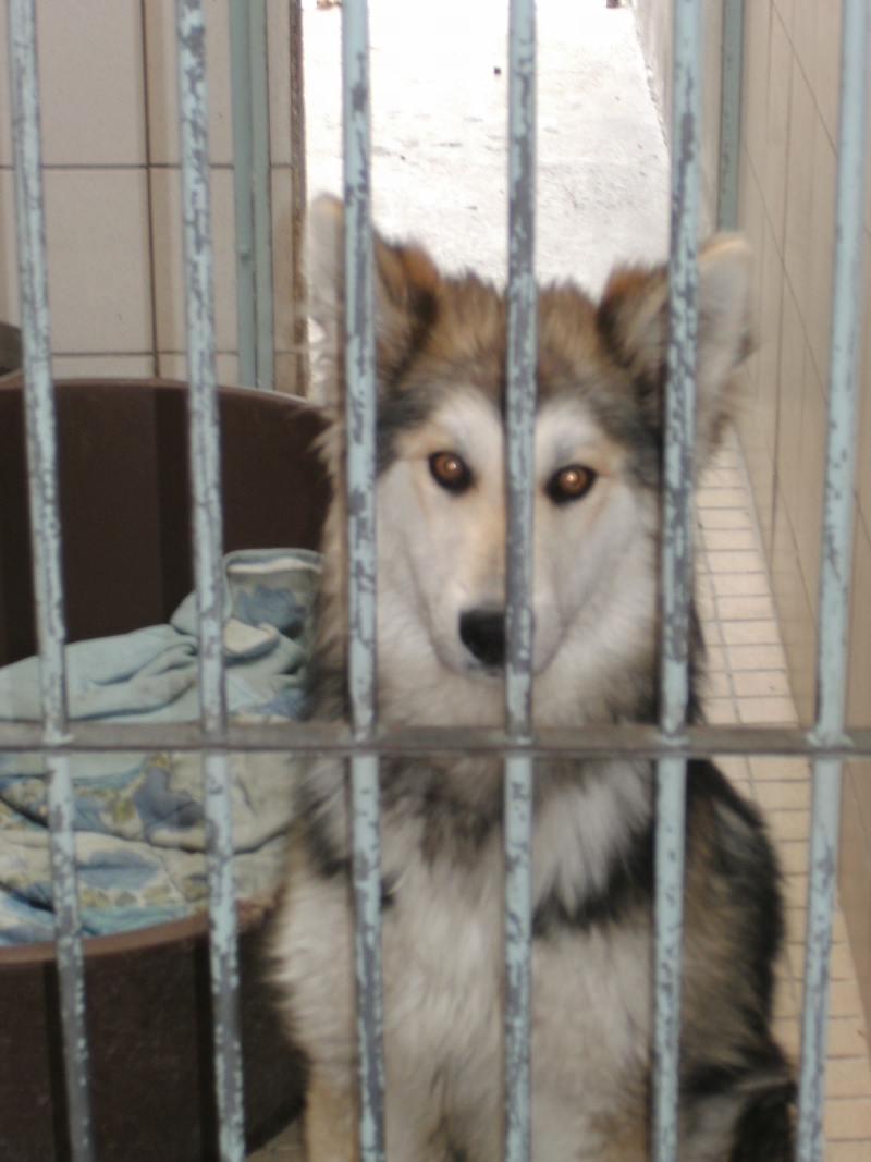 MAYA croisée husky-colley (f)-1 an-  - 62 ADOPTEE PAR SA FA 07811