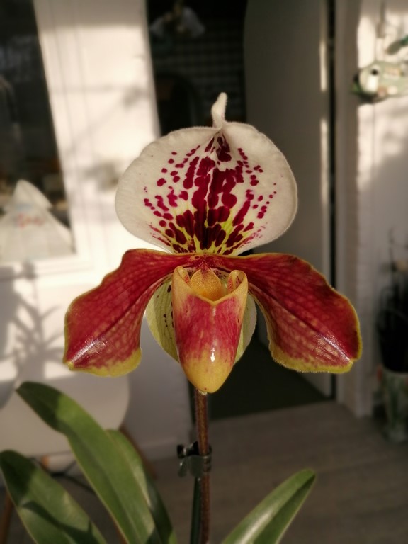 Paphiopedilum hybride Img_2012