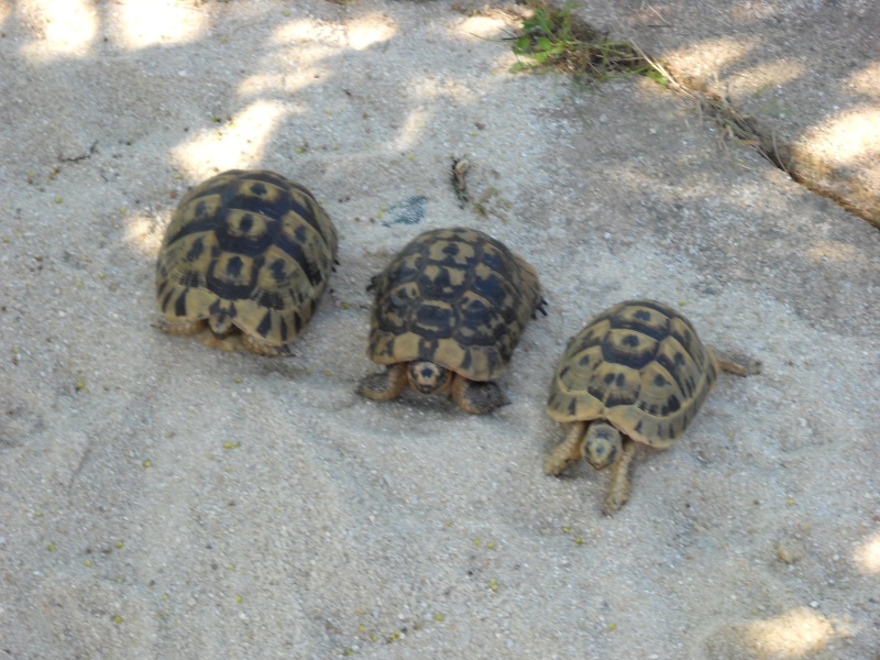 Identification des tortues de Gaétane Dscn0010