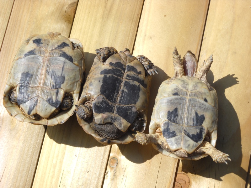 Identification des tortues de Gaétane Dscn0013