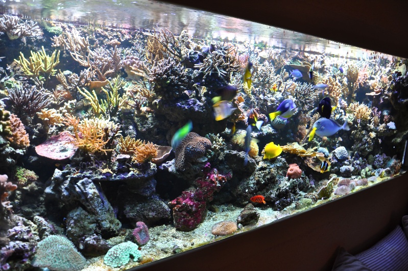 le reef tank d'harold Aqua10