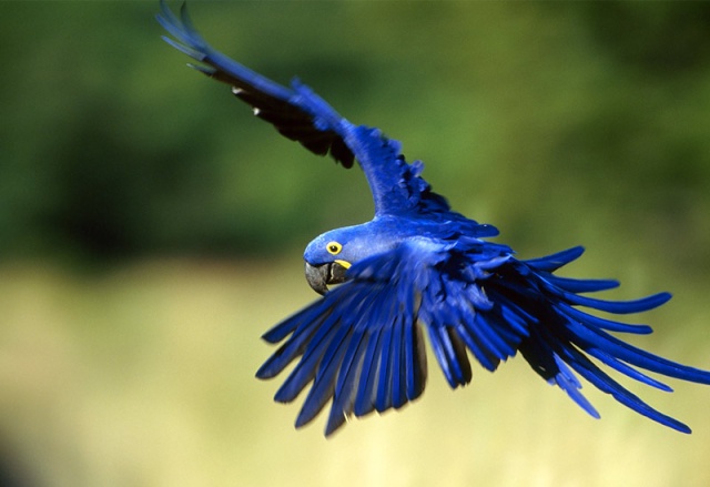 FOTOS REALMENTE ESPECTACULARES!! Macaw10