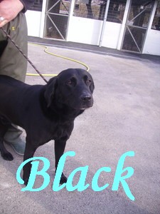 Black, X lab, 4 ans .Le brockus (62) Blackm10