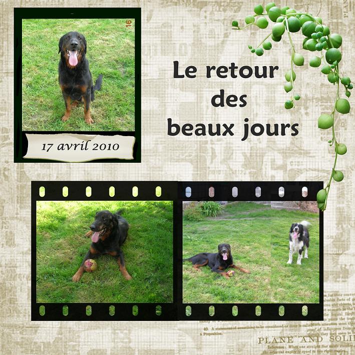 Chance croisé beauceron 3 papattes (62) Channn10