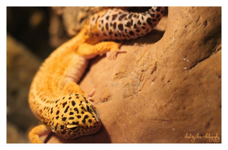 Godzi, mon gecko Image014