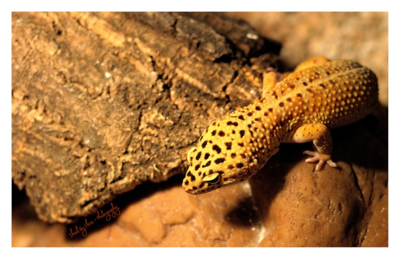 Godzi, mon gecko Image018