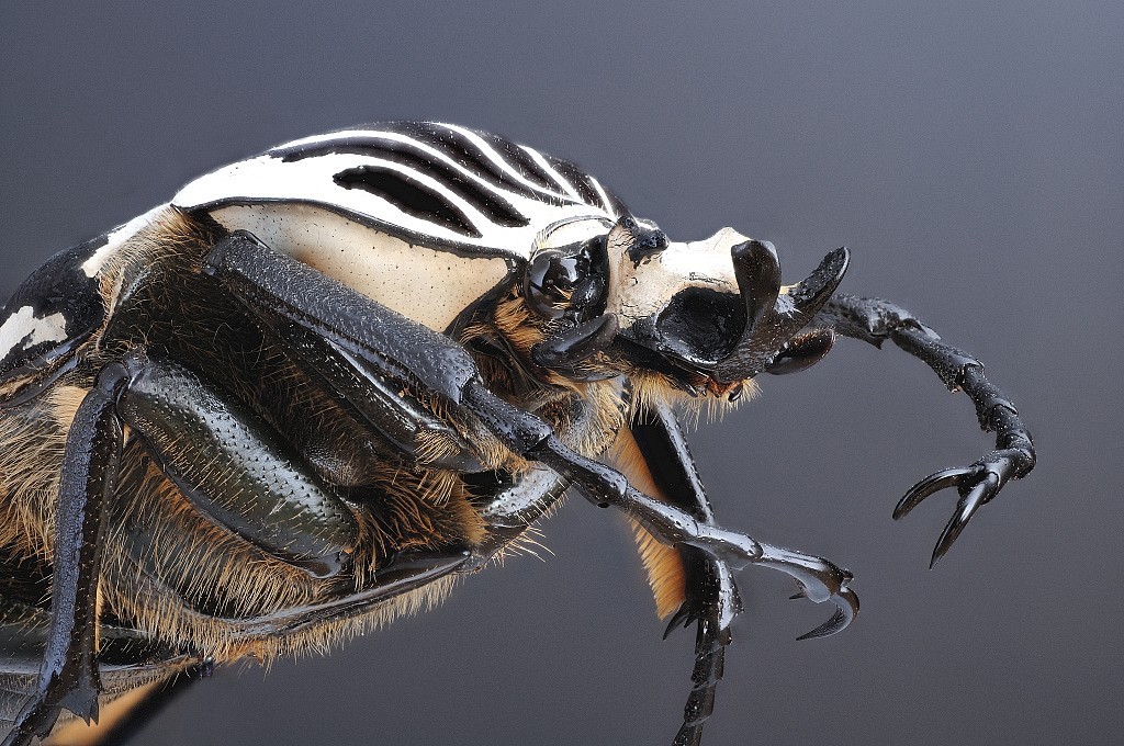 Goliathus goliatus apicalis Ztif0013