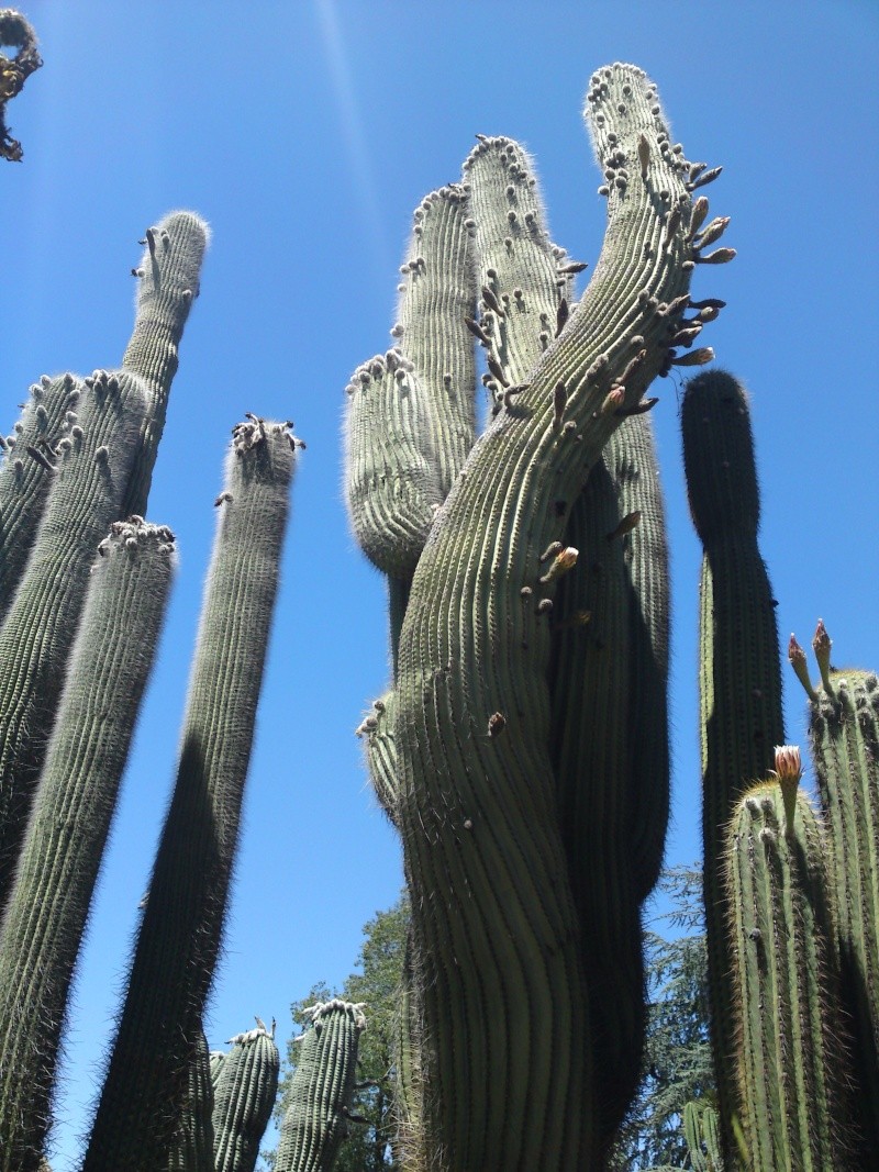 Trip to a Bendigo cactus garden. (Image heavy) Dsc00212