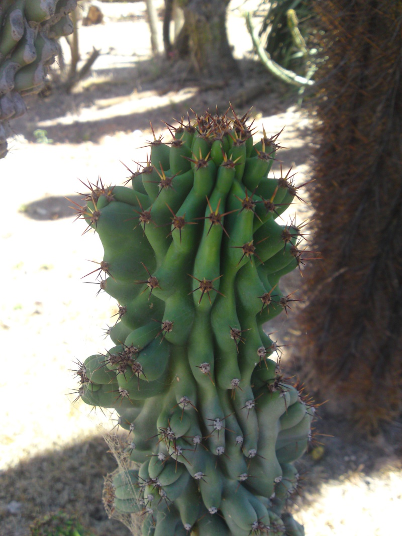 Trip to a Bendigo cactus garden. (Image heavy) Dsc00219