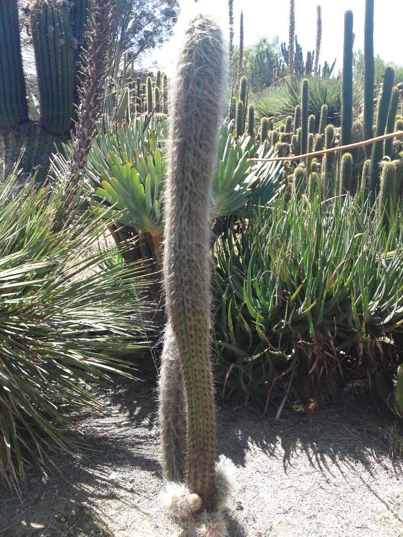 Trip to a Bendigo cactus garden. (Image heavy) Dsc00232