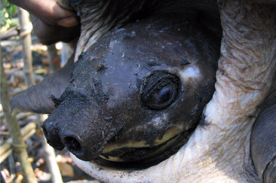 C'est qui le père?    8tortu10