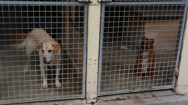 WINNIE et PALOMA mini croisée husky condamnées au refuge ADOPTEES - Page 2 Bbmais26