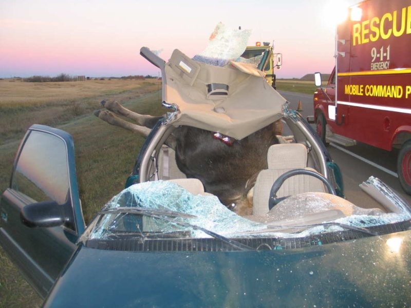 accident auto avec orignal Moose410