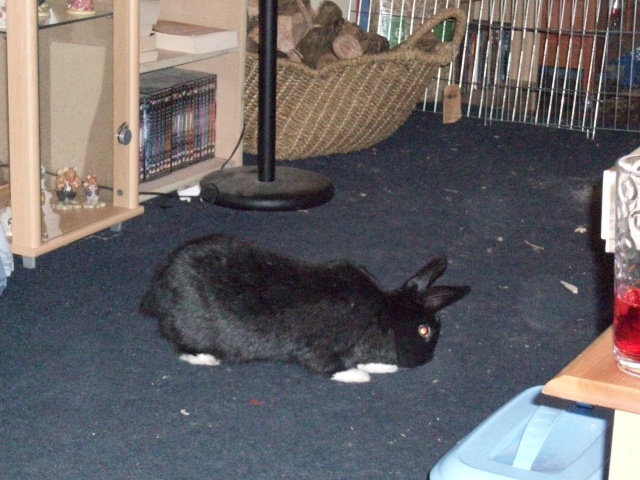 Tibbler explores the living room! 100_0011