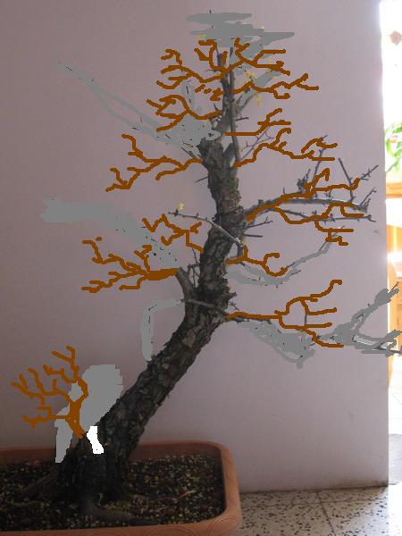 aubepine Img_1714
