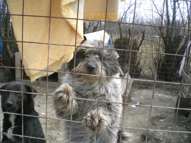 Ce qu'est la misère animale en Roumanie... Angie_12