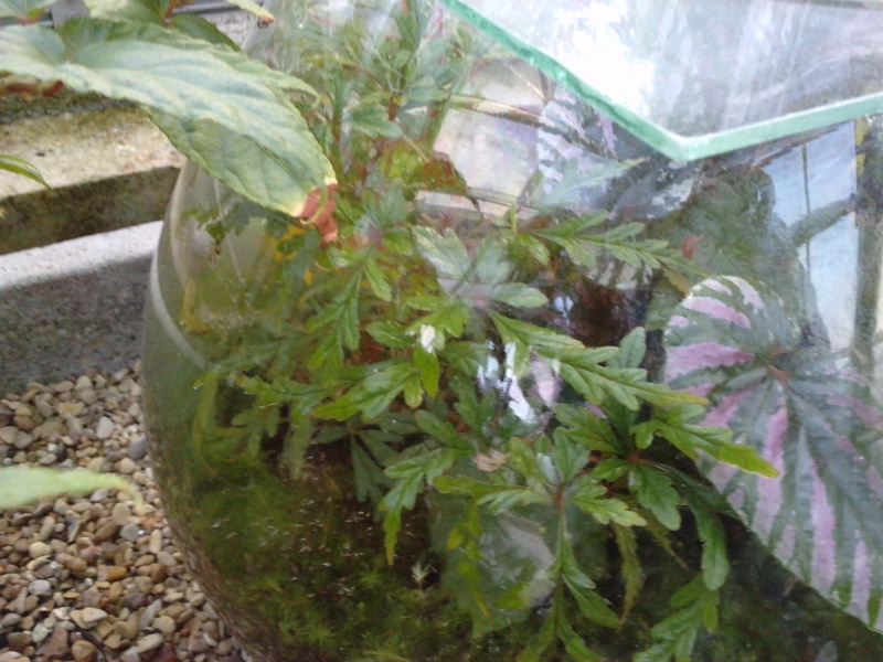 Begonia polilloensis Begoni12