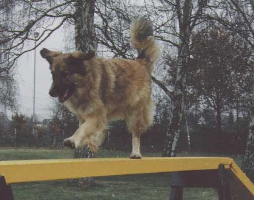 Hunde in Action Mable110