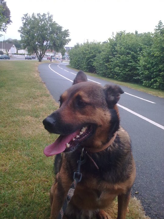 Sultan berger croisé malinois 5 ans Cherbourg Sultan10