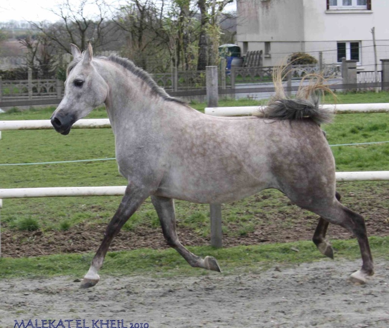 Poulains 2010 chez Siard Arabians Maleka14