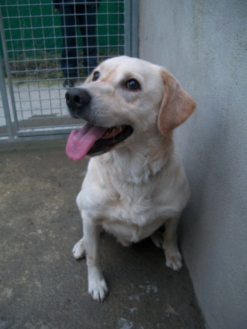 DOUDOU (labrador sable) Vide_g11