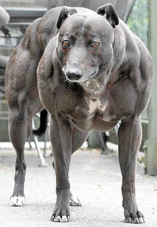Le Plus Gros Chien Du Monde