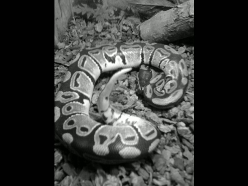 Mon serpent: Python10