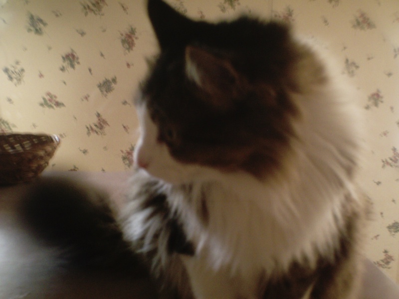 My Cat Fiona :) Nov08-10
