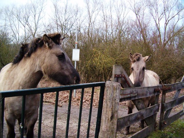 Cheval de Przewalski. Prewja11