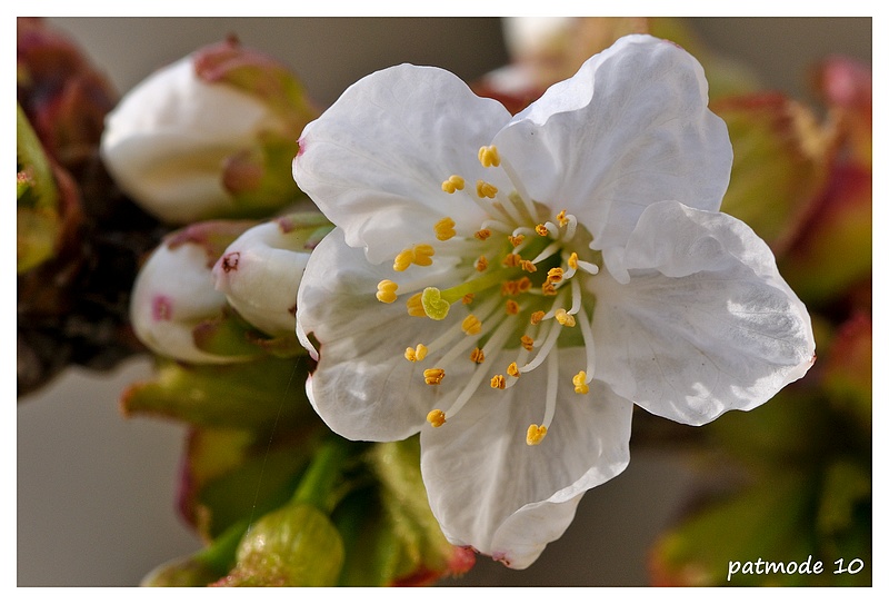 fleur de cerisier Cerisi10