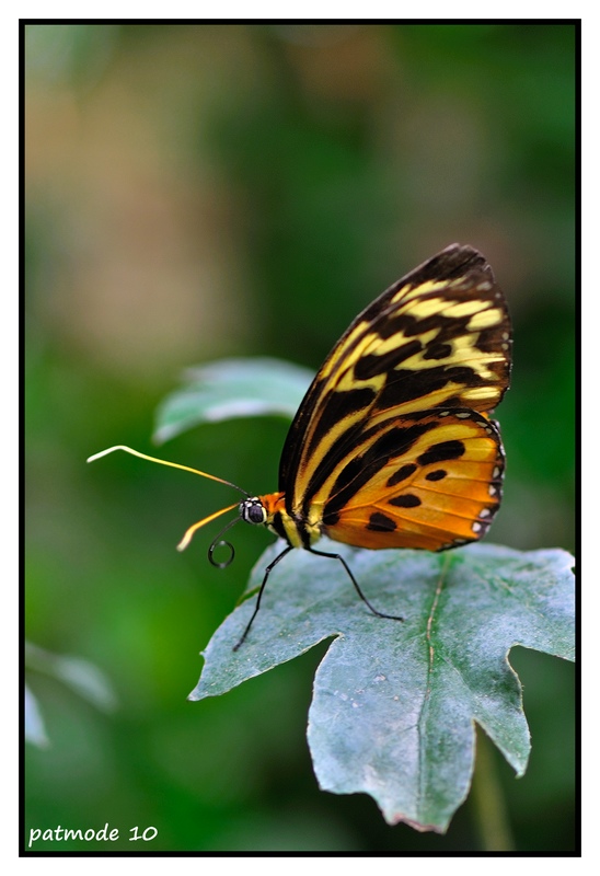 papillons du jour Papill15