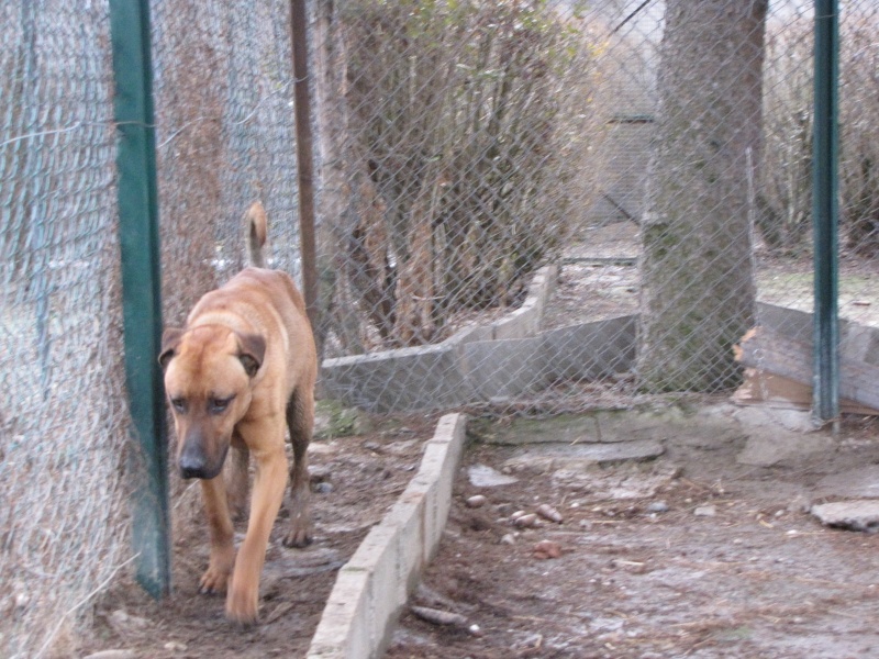 BOUBA (croisé malinois) Bouba_11