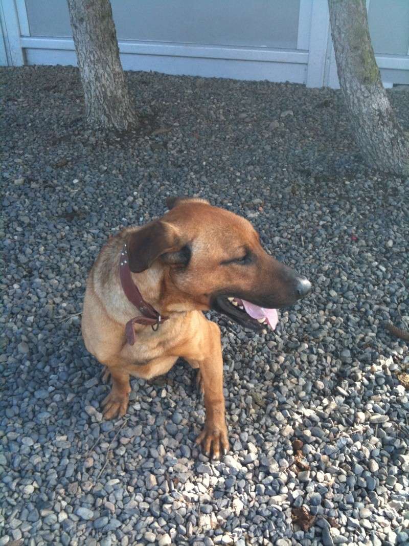 BOUBA (croisé malinois) Img_0413