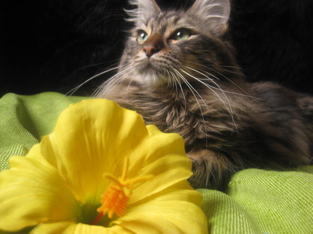 Les chats et les fleurs Img_0632