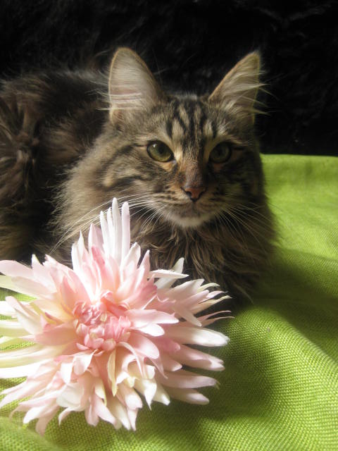 Les chats et les fleurs Img_0633