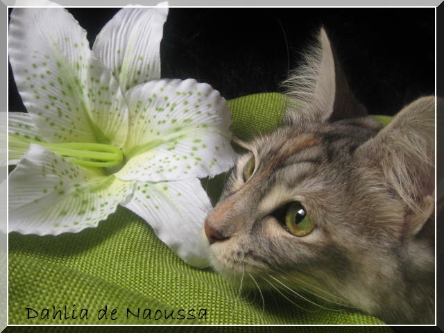 Les chats et les fleurs Img_0739