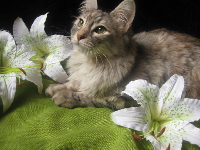 Les chats et les fleurs Img_0745