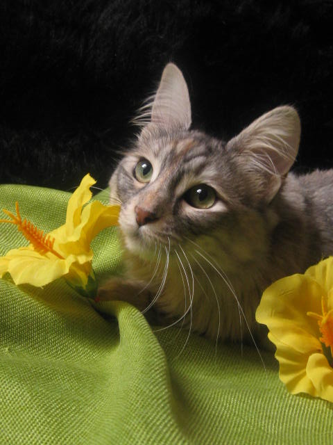Les chats et les fleurs Img_0747