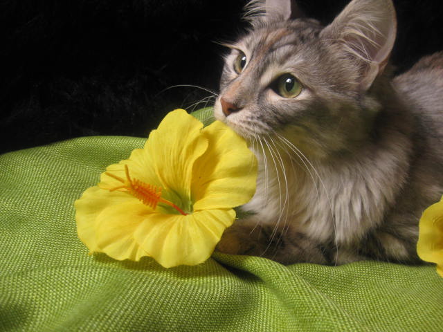 Les chats et les fleurs Img_0748