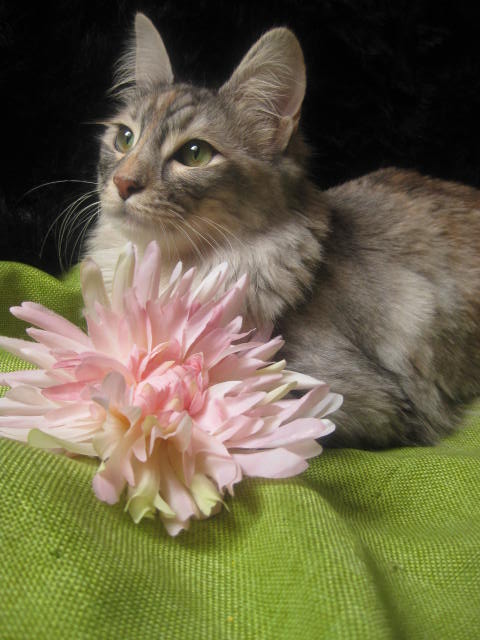 Les chats et les fleurs Img_0828