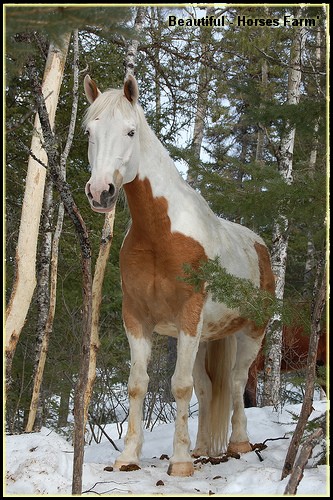 - Beautiful [ Paint Horse - Classe D ] - 30 700 × Beauti11