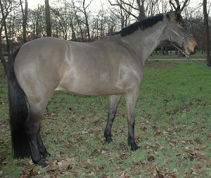 Commencer une partie sur Horse Life Hanovr10
