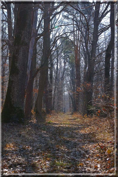 Forêt de Sologne Bourbonnaise. Photo_38